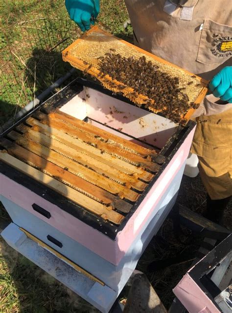 Dartmoor honey bee'zzz
